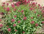 照 园林花卉 木星的胡子，钥匙天堂，红缬 (Centranthus ruber), 红
