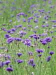 Photo les fleurs du jardin Centaurée, Chardon Étoiles, Bleuet (Centaurea), pourpre