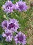 fotografija Vrtno Cvetje Glavinec, Zvezda Osat, Plavica (Centaurea), lila