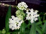 Foto Dārza Ziedi Purvs Milkweed, Maypops, Rožu Milkweed, Sarkans Milkweed (Asclepias incarnata), balts