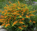fotografie Záhradné kvety Butterflyweed (Asclepias tuberosa), oranžový