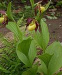 foto I fiori da giardino Lady Slipper Orchidea (Cypripedium ventricosum), giallo