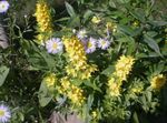 Foto Flores de jardín Lisimaquia Amarilla (Lysimachia punctata), amarillo