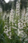 Foto Flores de jardín Lysimachia Ephemerum , blanco