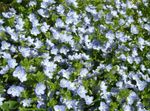 снимка Градински цветове Brooklime (Veronica), светло синьо