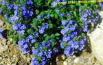 Foto Flores de jardín Brooklime (Veronica), azul