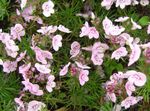 снимка Градински цветове Brooklime (Veronica), розов