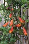 フォト 庭の花 チリの栄光の花 (Eccremocarpus scaber), オレンジ