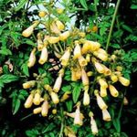 フォト 庭の花 チリの栄光の花 (Eccremocarpus scaber), 黄