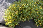 Foto Gartenblumen Vita (Vitaliana primuliflora), gelb