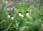 foto Honeywort, Blauw Garnalen Plant, Blauwe Wax Bloem (Cerinthe major), geel