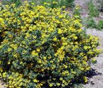 Foto Dārza Ziedi Kronis Vīķi (Coronilla), dzeltens