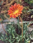 fotografie Zahradní květiny Poklad Květ (Gazania), oranžový