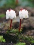 Foto Flores de jardín Alaska Bellheather (Harrimanella), blanco