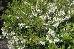 სურათი ბაღის ყვავილები Gaultheria, Checkerberry , თეთრი