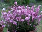 foto I fiori da giardino Gaura , rosa