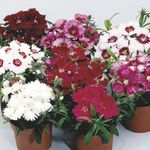 Bilde Hage blomster Nellik, Porselen Rosa (Dianthus chinensis), rød
