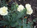 Foto Have Blomster Nellike (Dianthus caryophyllus), hvid