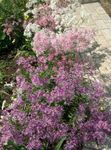 Photo bláthanna gairdín Perrenial Dianthus (Dianthus x allwoodii, Dianthus  hybrida, Dianthus  knappii), lilac