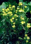 zdjęcie Ogrodowe Kwiaty Goździk Wieloletnia (Dianthus x allwoodii, Dianthus  hybrida, Dianthus  knappii), żółty