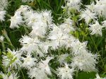 Foto Flores de jardín Perrenial Clavel (Dianthus x allwoodii, Dianthus  hybrida, Dianthus  knappii), blanco
