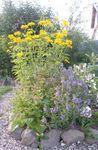 სურათი ბაღის ყვავილები ყალბი მზესუმზირის, Ox თვალის, მზესუმზირის Heliopsis (Heliopsis helianthoides), ყვითელი