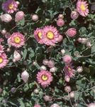 fotografie Záhradné kvety Papier Sedmokráska, Sunray (Helipterum), ružová