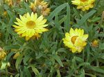 fénykép Kerti Virágok Strawflowers, Papír Daisy (Helichrysum bracteatum), sárga