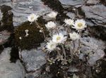 Фото Садові Квіти Геліхрізум Багаторічний (Helichrysum), білий
