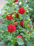 fotografie Záhradné kvety Jiřina (Dahlia), červená