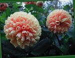 foto I fiori da giardino Dalia (Dahlia), rosa