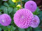 Foto Flores de jardín Dalia (Dahlia), lila