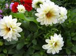 Фото Садові Квіти Георгіна (Dahlia), білий