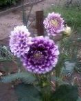 Foto Vrtne Cvjetovi Dalija (Dahlia), ljubičasta