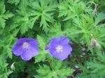 fotografie Gradina Flori Geranium Hardy, Muscata Salbatica , albastru deschis