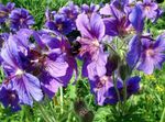 fotografie Záhradné kvety Vytrvalý Pelargónie, Divoké Pelargónie (Geranium), fialový