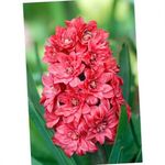 fotografie Záhradné kvety Holandčina Hyacint (Hyacinthus), červená