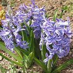 fénykép Kerti Virágok Holland Jácint (Hyacinthus), világoskék