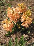 foto Flores do Jardim Jacinto Holandês (Hyacinthus), laranja