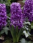 fénykép Kerti Virágok Holland Jácint (Hyacinthus), lila