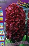 Photo les fleurs du jardin Jacinthe Dutch (Hyacinthus), vineux