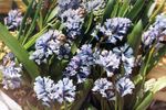 Fil Trädgårdsblommor Hyacinthella Pallasiana , ljusblå