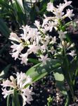 Fil Trädgårdsblommor Hyacinthella Pallasiana , vit