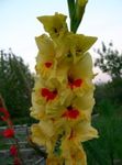 фотографија Баштенске Цветови Гладиола (Gladiolus), жут