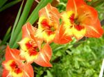 φωτογραφία Λουλούδια κήπου Γλαδιόλα (Gladiolus), πορτοκάλι