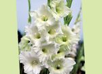 fotografie Záhradné kvety Mečík (Gladiolus), biely