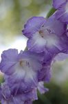 Foto Flores de jardín Gladiolo (Gladiolus), azul claro