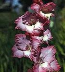 φωτογραφία Λουλούδια κήπου Γλαδιόλα (Gladiolus), οινώδης