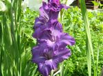 Photo les fleurs du jardin Glaïeul (Gladiolus), pourpre