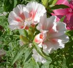 Photo bláthanna gairdín Atlasflower, -Slán-Go Earrach, Godetia , bán